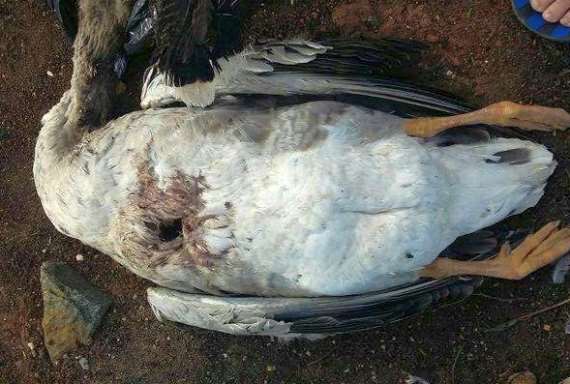 В Бразилии нечто убило 60 гусей и уток и аккуратно вытащило их сердца