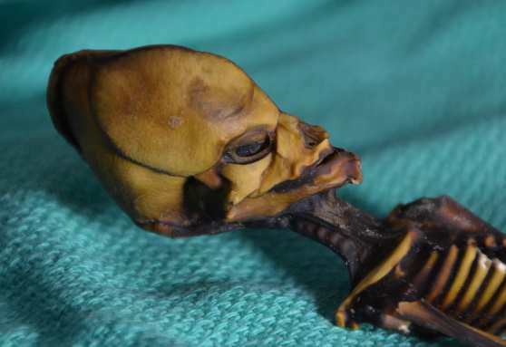 Ученые опубликовали результаты исследования мумии миниатюрного пришельца из пустыни Атакама