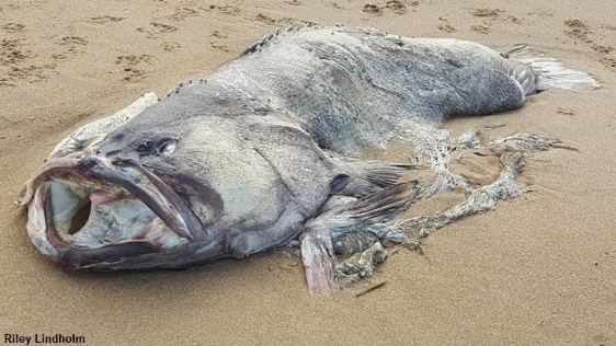 На австралийский берег выбросило вымершую доисторическую рыбу?