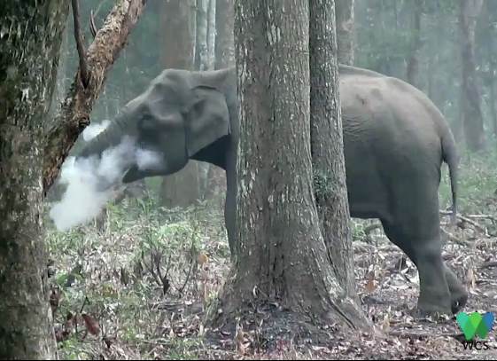 Загадка курящего слона