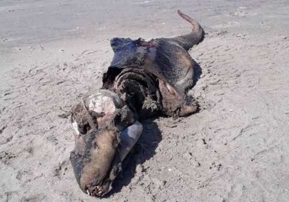 На пляж Уэльса выбросило останки странного существа с длинным хвостом как у змеи
