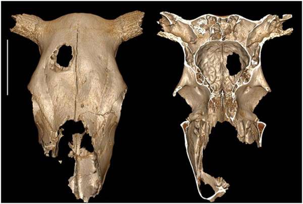Ученые нашли 5-тысячелетний череп коровы со следами трепанации. Может ли это быть самый древний случай загадочного увечья скота?