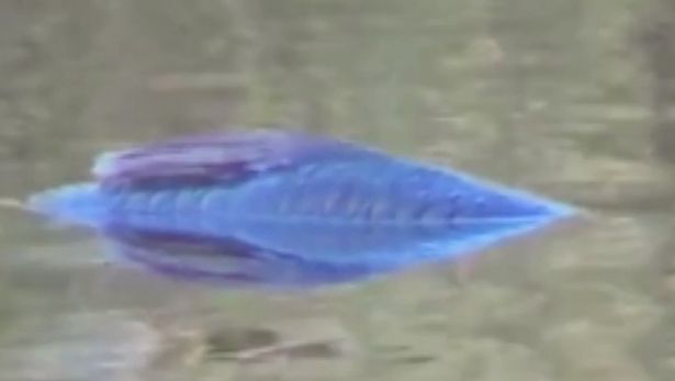 Огромную ярко-синюю рыбу засняли в водах озера в Северной Каролине