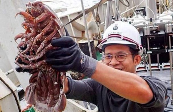 В Индийском океане найдено много новых существ, в том числе огромный морской таракан
