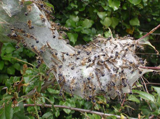 Юго-восток Великобритании заполонили опасные для человека гусеницы