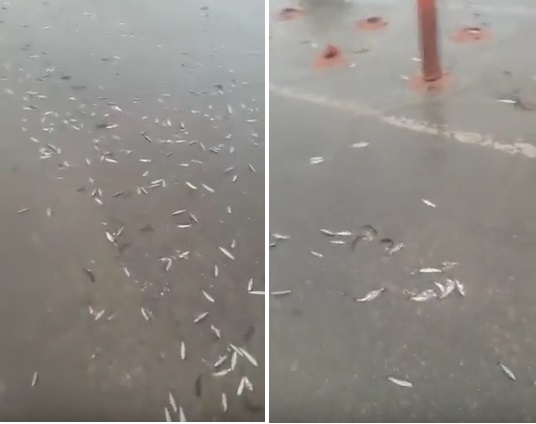 В Иране выпал дождь из рыбы