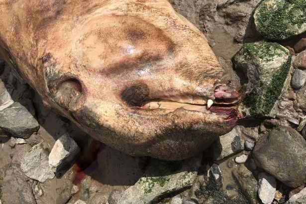 На берег реки в Ливерпуле выбросило тушу неопознанного морского животного