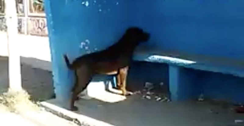 В Аргентине пес несколько дней часами смотрит на пустую синюю стену и виляет хвостом. Что он там видит?