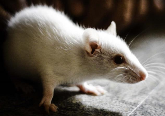 Ученые ввели мышам антитела, извлеченные из крови 16 убийц, и мыши стали агрессивными