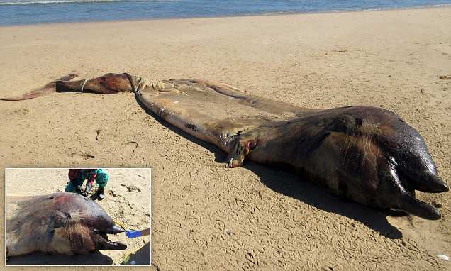 На берег Намибии выбросило редкого 7-метрового кита, которому что-то сломало челюсть