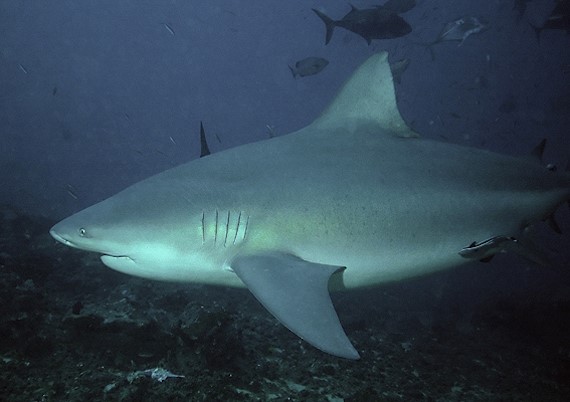 Загадка нападения акулы в пресноводном озере Мичиган