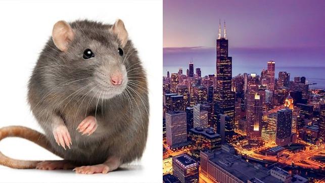 Чикаго стал самым заселенным крысами городом США и количество крыс тут все увеличивается