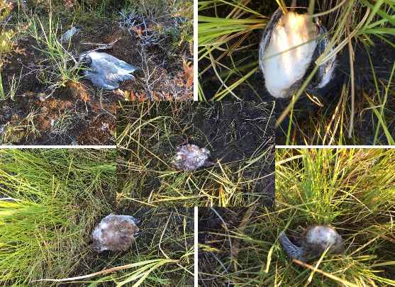 После таинственного затемнения в Якутии нашли более 50 внезапно умерших птиц
