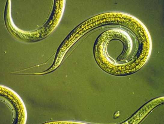 Ученые разморозили червей, которые 30 тысяч лет были вморожены в лед, и те ожили