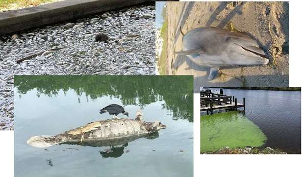 Цветущие токсичные водоросли погубили за лето сотни животных во Флориде