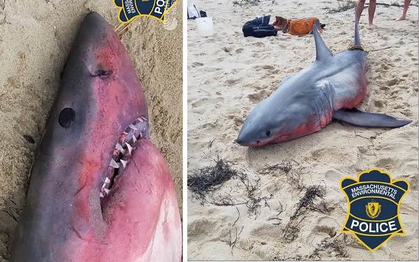 В США на берег выбросило покрасневшую акулу и биологи не понимают, что с ней случилось