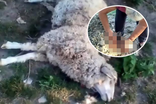 На Украине нечто убило за раз 8 овец и выпило из них всю кровь