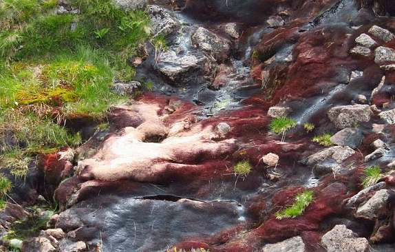 Шотландцев напугала необычная красно-белая субстанция среди камней