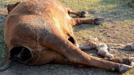 На аргентинской ферме нашли семь коров с вырезанными гениталиями и языками