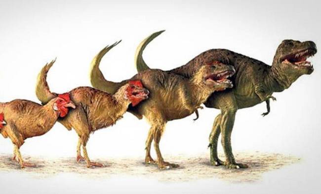 Динозавра можно вырастить из цыпленка