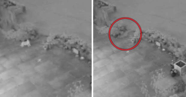 В Ирландии на камеру видеонаблюдения попал исчезающий кот. Призрак или сбой техники?
