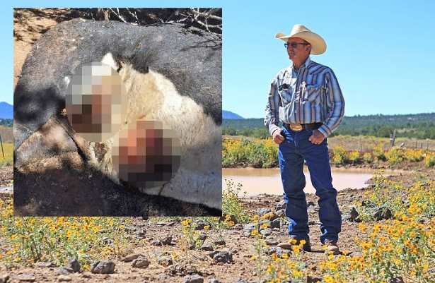 В Аризоне фермер нашел убитыми корову и быка с удаленными половыми органами и слитой кровью