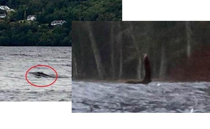 Турист заснял в озере Лох-Несс спину Несси, а американка нашла в Google Earth фото с шеей Несси
