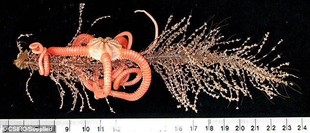 Неизвестные морские существа в Австралии 6