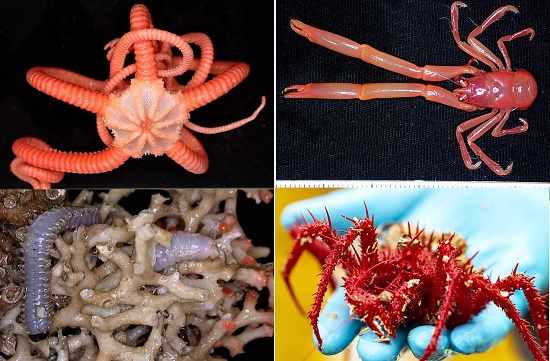 Более сотни неизвестных науке морских существ нашли у берегов Австралии