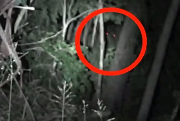 В австралийских лесах засняли крупное существо с красными глазами