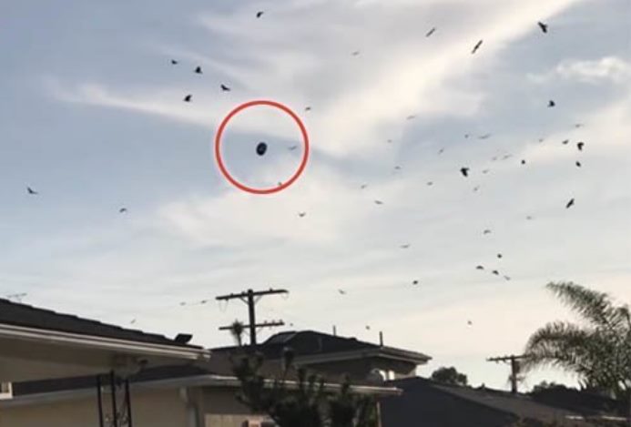 На видео сняли как стая ворон кружит вокруг НЛО