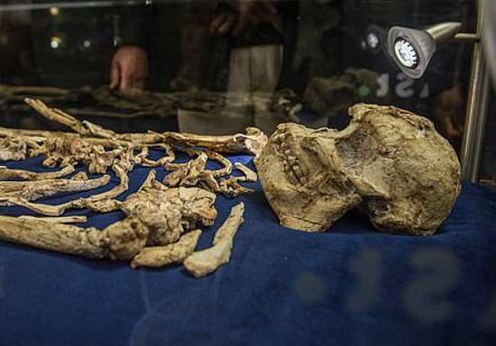 Литтлфут - новый возможный предок человека, передвигался в точности как шимпанзе