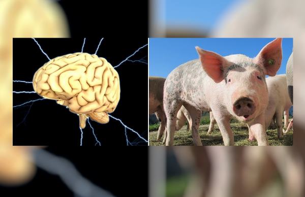 Ученым удалось 36 часов держать в живом состоянии извлеченные мозги свиней