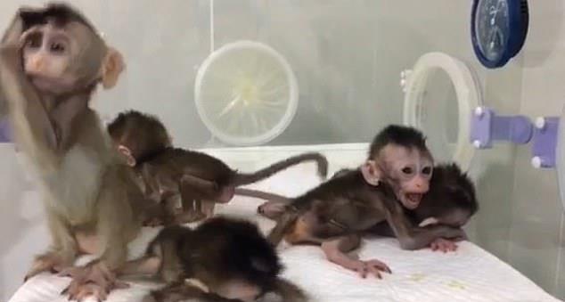 В Китае клонировали 5 обезьян с измененным ДНК