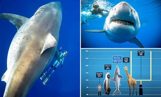 Рискуя жизнью, дайвер сделал снимки самой большой заснятой вблизи белой акулы