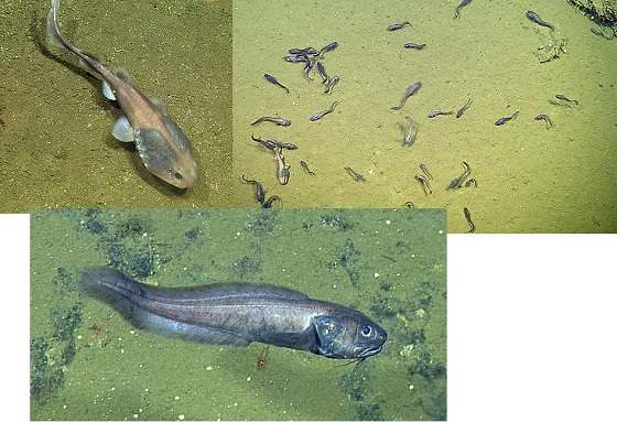 В мертвой зоне Калифорнийского залива ученые неожиданно нашли большое количество рыб