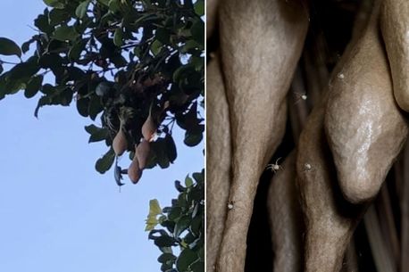 Женщина увидела на деревьях у дома странные плоды