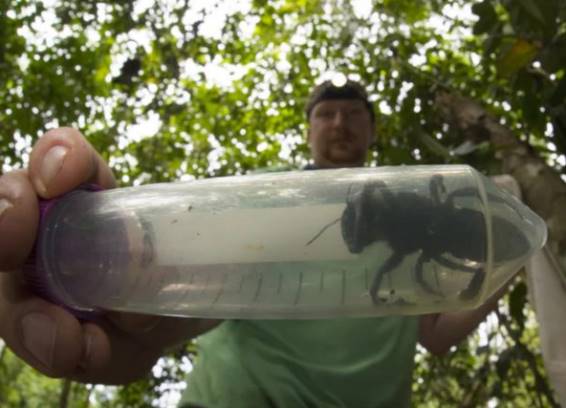 В Индонезии обнаружили самую большую в мире пчелу