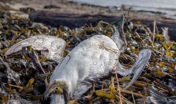 Загадка 20 тысяч истощенных и погибших птиц, найденных в Нидерландах