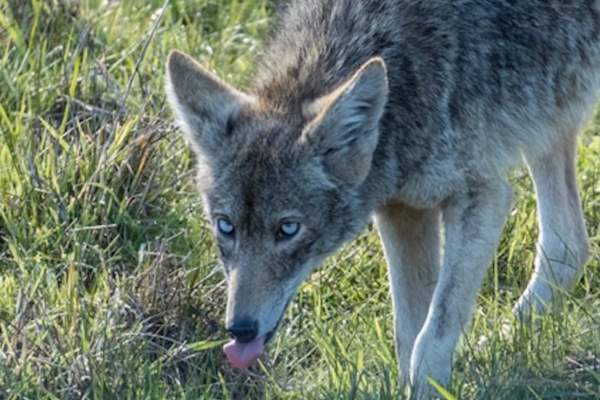 В Калифорнии среди койотов распространяется необычная мутация голубых глаз