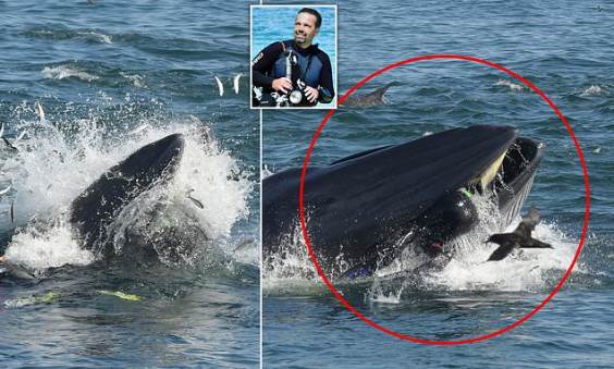 Южноафриканский дайвер попал в пасть кита