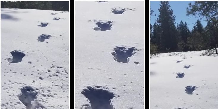 В лесу штата Вашингтон засняли огромные следы на снегу