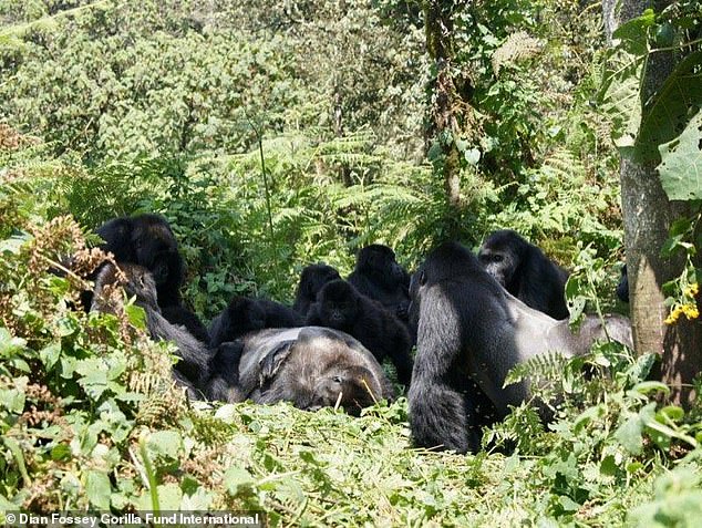Ученые обнаружили у горилл ритуалы скорби по погибшим сородичам 