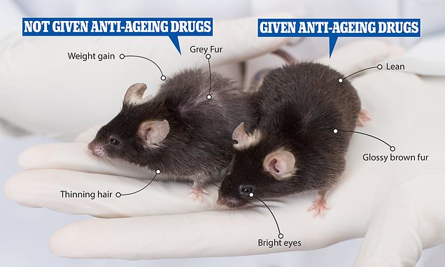 На мышах и людях испытали средство против старения и оно сработало