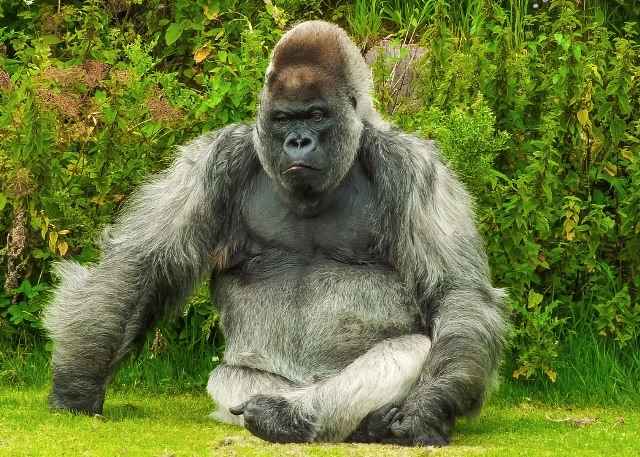 Ученые обнаружили у горилл ритуалы скорби по погибшим сородичам