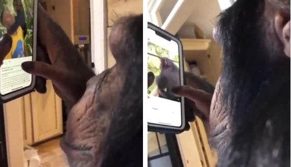 Шимпанзе научился использовать iPhone как человек