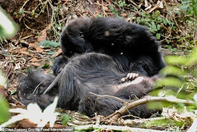 Ученые обнаружили у горилл ритуалы скорби по погибшим сородичам 