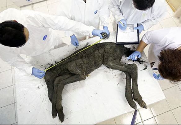 Ученые из России и Кореи могут клонировать жеребенка, погибшего 42 тысячи лет назад