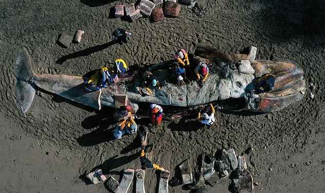 За месяц на пляжи Сан-Франциско выбросило четырех умерших от голода китов