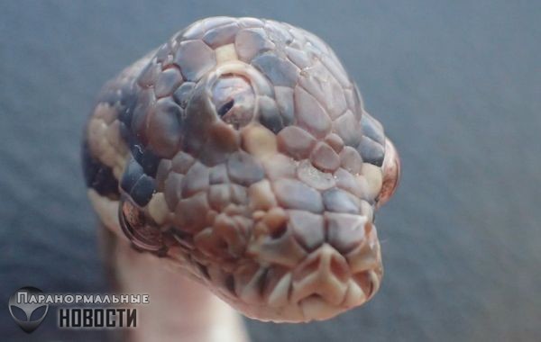 В Австралии обнаружена змея-мутант с тремя глазами